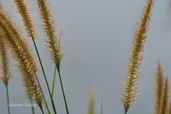 Pennisetum polystachion
